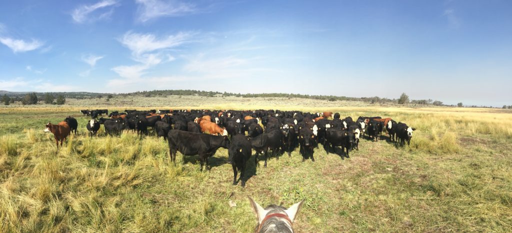 Cattle bunched up in front of my horse as we gather them out of a large field.