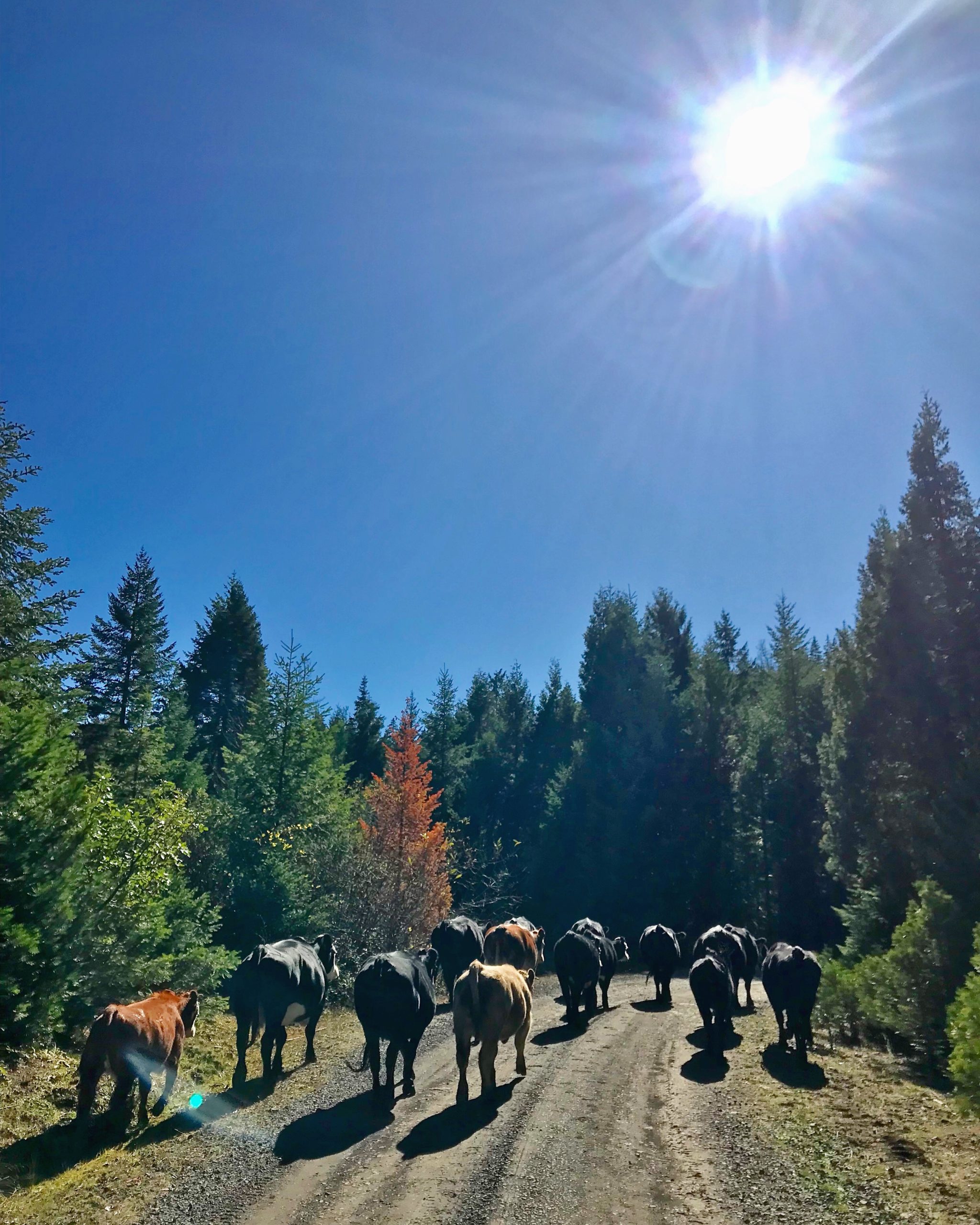 Cattle trailing down the logging road headed for the corral