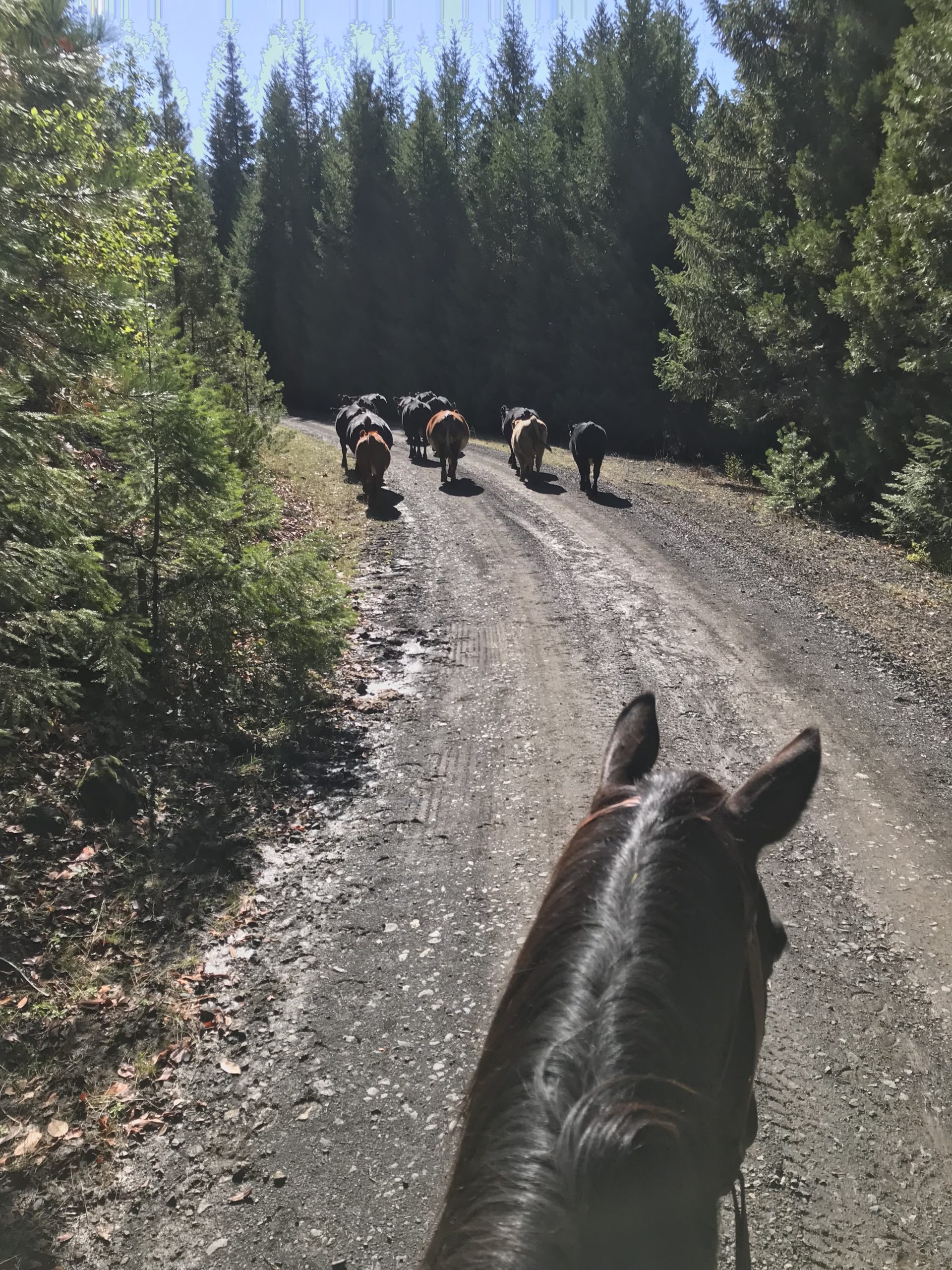 A picture taken from on top of my horse with cattle trailing down the road in front of us.