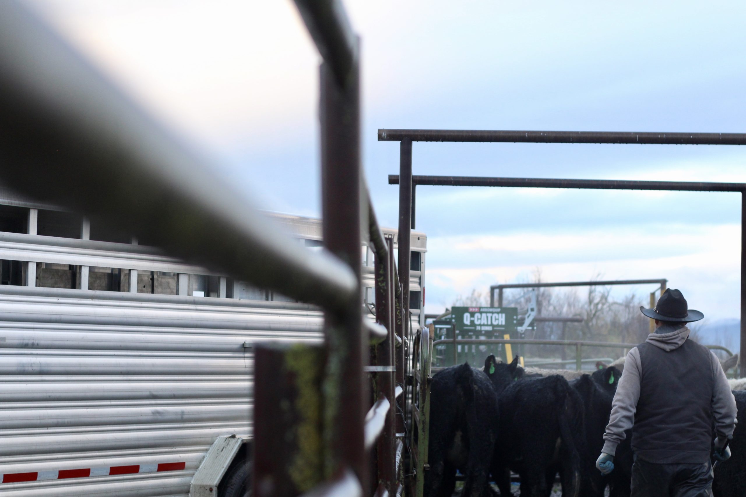 Loading calves into a gooseneck trailer.
