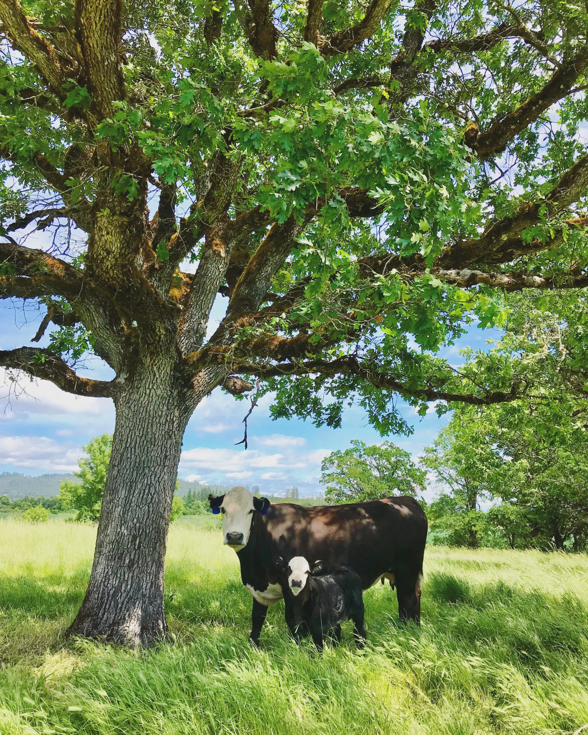 A mother cow and her baby calf standing under an oak tree.