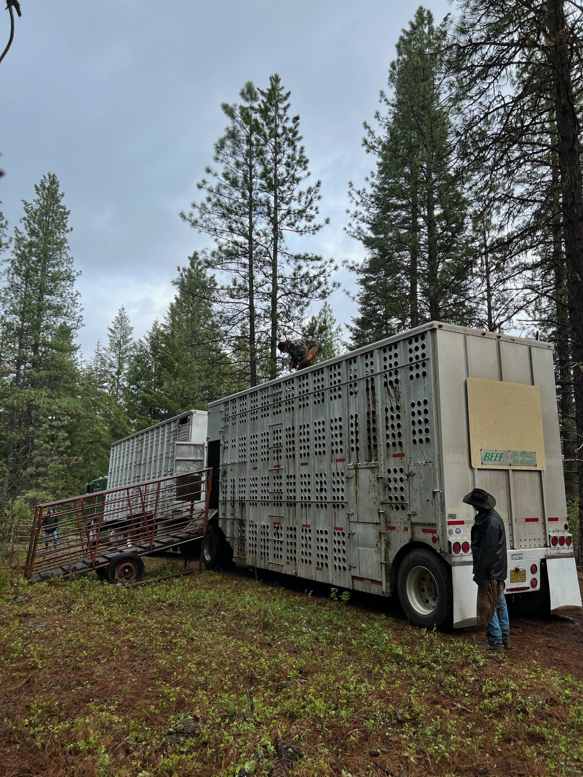 A cattle truck being unloaded as cattle are being turned out onto a Public Lands Permit in Oregon.