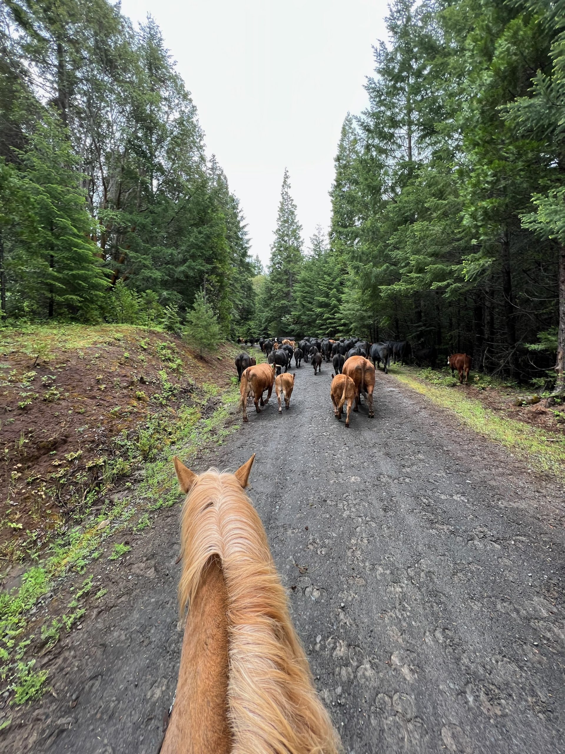 Following cattle out onto rangeland horseback.