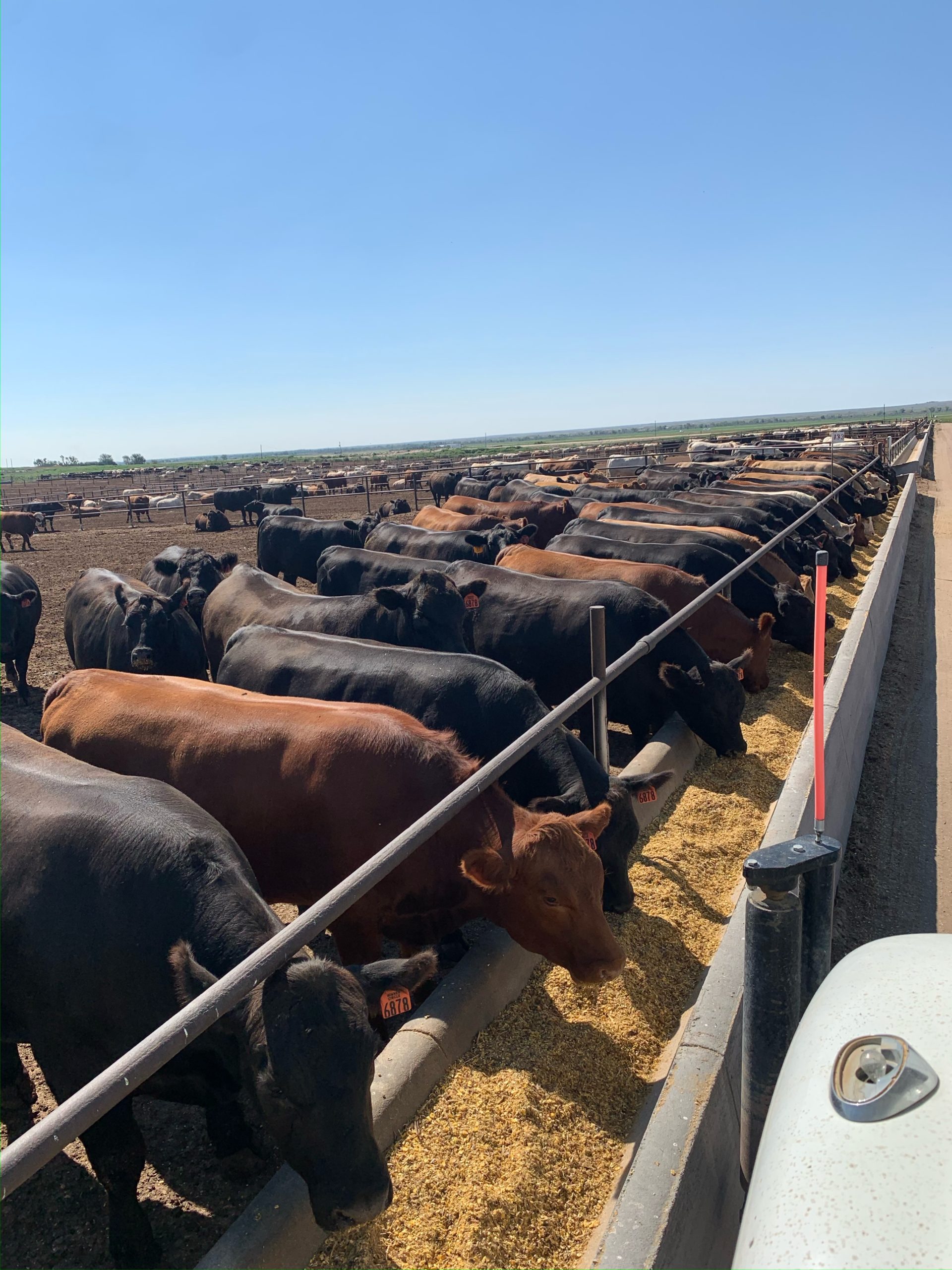 Cattle eating at a feed bunk in a feed lot where they will spend about 120 days of their life.